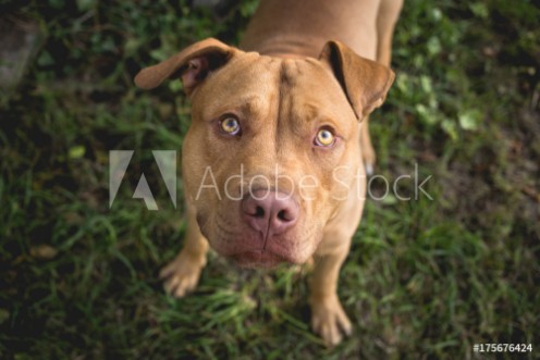 Picture of Yellow Terrier Dog Looking up